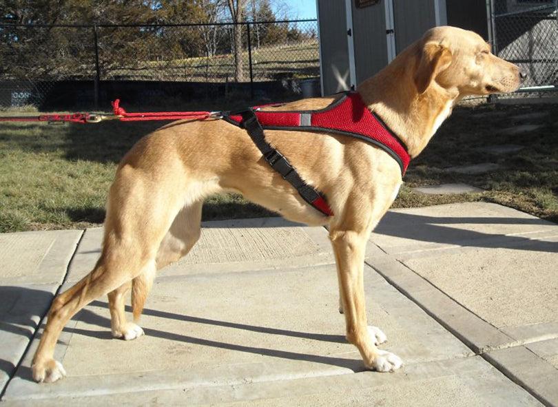 Howling dog Alaska Second Skin Harness (XXS, Svart/gul)